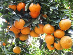 vườn cam cho doanh thu hàng tỉ mỗi năm của người dân Lục Ngạn