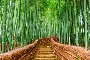 Rừng tre Arashiyama, Nhật Bản